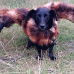 La terrifiante blague du chien-araignée mutant explose les scores sur youtube (vidéo)