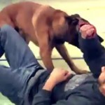 Comment sauver quelqu&rsquo;un d&rsquo;une attaque de chien (vidéo)