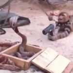 WTF : un singe braque un cobra pendant qu&rsquo;un autre danse à côté sans musique (vidéo)