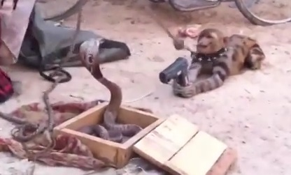WTF : un singe braque un cobra pendant qu’un autre danse à côté sans musique (vidéo)