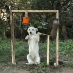 Un chien relève le Ice Bucket Challenge (vidéo)