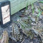 Insolite ! Des grenouilles regardent une vidéo sur un smartphone (vidéo)