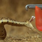 Une morsure de serpent en slowmotion (vidéo)