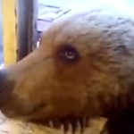 Il donne des biscuits à un ours par sa fenêtre (vidéo)