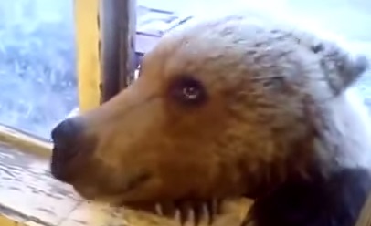 Il donne des biscuits à un ours par sa fenêtre (vidéo)
