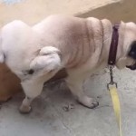 Frankie : le chien qui urine en faisant le poirier (vidéo)