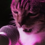 Meow Mix Song – Le tube qui rend fou tous les chats (vidéo)