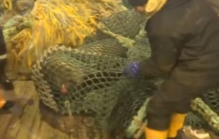 Une belle surprise dans un filet pêche (vidéo)