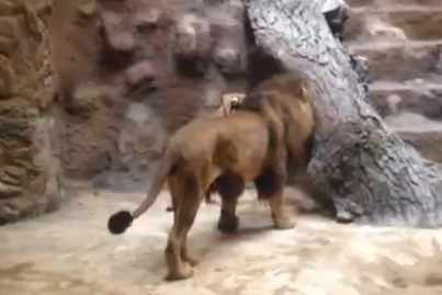 Un lion tue une lionne dans un zoo polonais (vidéo)