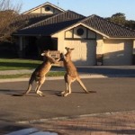 Bagarre entre deux kangourous dans une rue en Australie (vidéo)