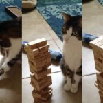 Le chat qui peut vous battre à Jenga ! (vidéo)