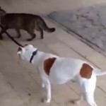 Un chat promène un chien en laisse (vidéo)