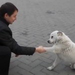 Ce chien abandonné va vous briser le coeur ! (vidéo)