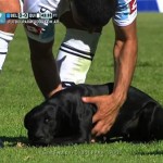 Un chien interrompt un match de foot en Argentine (vidéo)