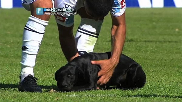 Un chien interrompt un match de foot en Argentine (vidéo)