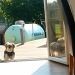 Ce chien reste sur la terrasse, car il croit que la porte-fenêtre est fermée (vidéo)