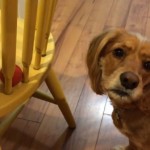 Ce chien veut prendre cette balle, mais il ne sait pas comment faire ! (vidéo)