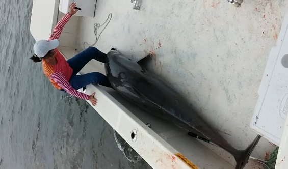 FAIL : un dauphin saute dans un bateau de pêche (vidéo)