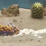 Impressionnant : Combustion du thiocyanate de mercure (vidéo).
