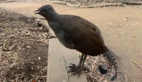 Découvrez l’oiseau qui fait des incroyables bruitages de cinéma (vidéo)
