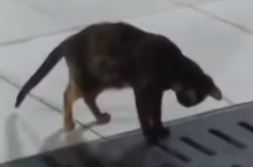 Regardez ce chat-sseur débusquer une souris de nulle part (vidéo)