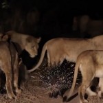 Un porc-épic tient tête à 17 lions affamés (vidéo)
