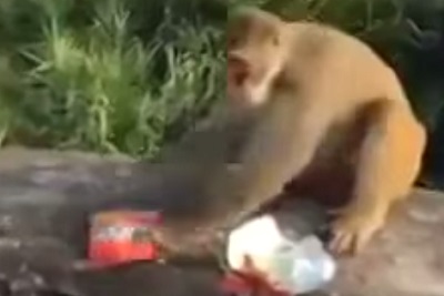 Hilarant : ils donnent des biscuits piégés à un pauvre singe (vidéo)