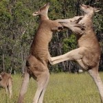 Kangaroo fight club : violente bagarre entre 2 kangourous (vidéo)