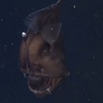 Un poisson monstrueux filmé pour la première fois (vidéo)