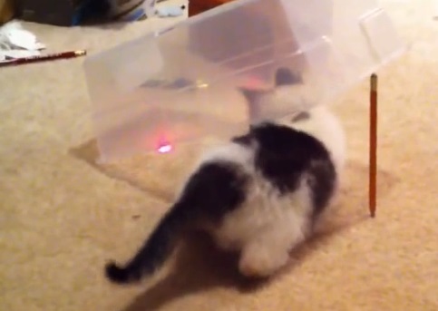 Piéger son chat avec un pointeur laser (vidéo)