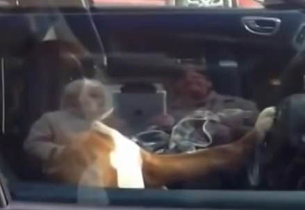 Voilà pourquoi il ne faut pas jamais enfermer un chien dans une voiture (vidéo)