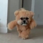 Le meilleur costume pour chien de tous les temps ? (vidéo)