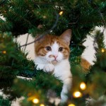 Fun : quand les chats s&rsquo;attaquent aux sapins de Noël ! (vidéo)