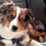 Ce chien est fan de la musique &laquo;&nbsp;Let it go&nbsp;&raquo; de la Reine des Neiges (vidéo)