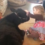 Sa mère absente, elle fait entrer une vache dans la maison ! (vidéo)