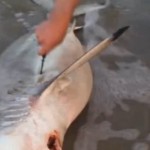 Il ouvre le ventre d&rsquo;un requin mort pour sauver 3 bébés ! (vidéo)