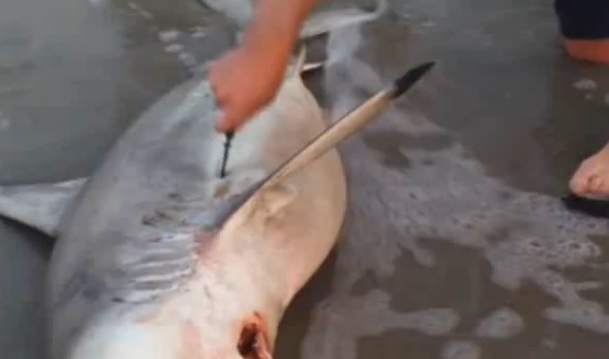 Il ouvre le ventre d’un requin mort pour sauver 3 bébés ! (vidéo)
