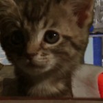 Star Wars 7 : la bande annonce rejouée par des chatons (vidéo)