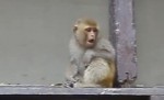 Un singe met KO un homme qui venait de lui faire un doigt