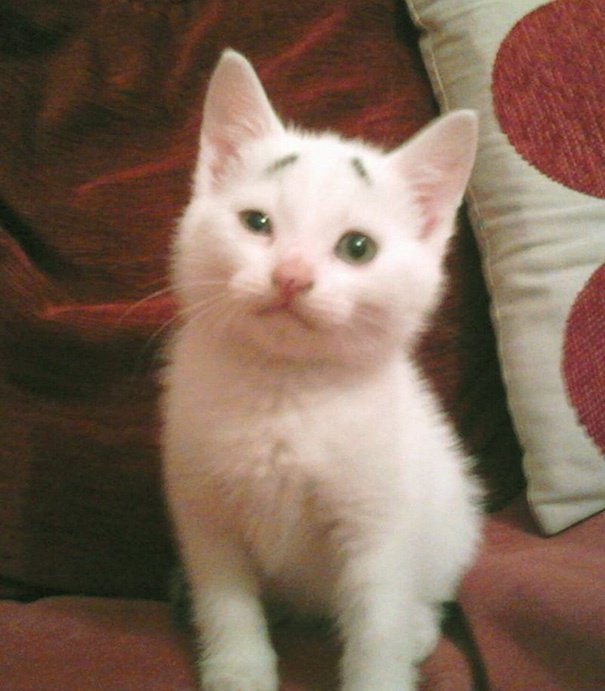 Gary Concerned Kitten (9)