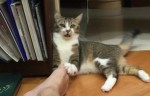 Un chat sent le pied de son maître !