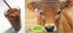 Pour 16 millions d&rsquo;Américains, le lait chocolaté vient de vaches marron