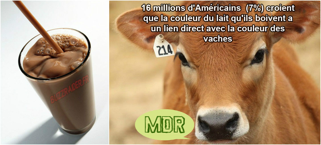 Pour 16 millions d’Américains, le lait chocolaté vient de vaches marron