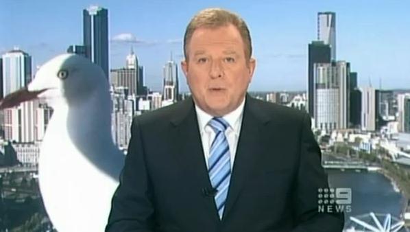 Une mouette géante s’invite dans un journal télévisé (VIDEO)