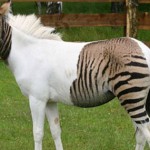 Animal à moitié cheval et à moitié zèbre (VIDEO)