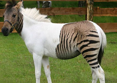 Animal à moitié cheval et à moitié zèbre (VIDEO)
