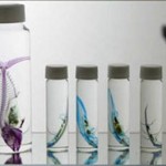 Un &laquo;&nbsp;poisson rouge&nbsp;&raquo; transparent, pour éviter la dissection