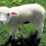 Un agneau avec une tête d&rsquo;humain (IMAGE)