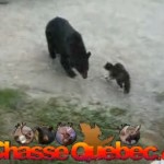 Le chat qui fait fuir un ours (VIDEO)