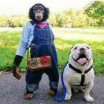 1000eme article : Pan-Kun, le chimpanzé le plus ouf de tous les temps (VIDEO)